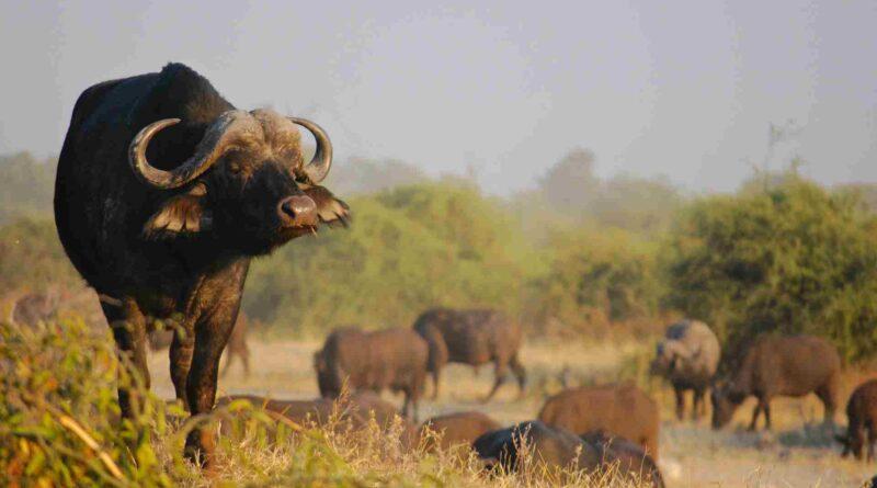 The Kruger National Park: Downpours are being Monitored by Disaster Management Teams