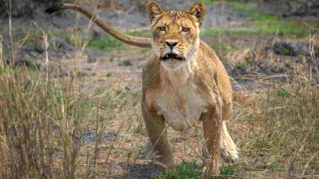 Wilderness Announces New Camp to Open in Botswana's Mababe Concession