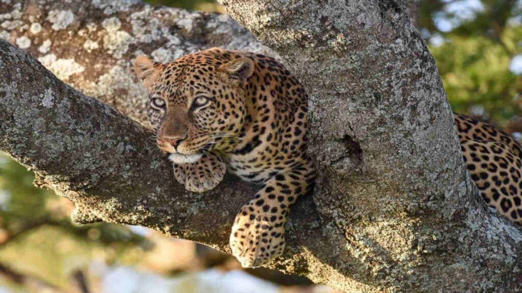 Wilderness Usawa Serengeti Mobile Camps Offer Close Encounters with Wildlife