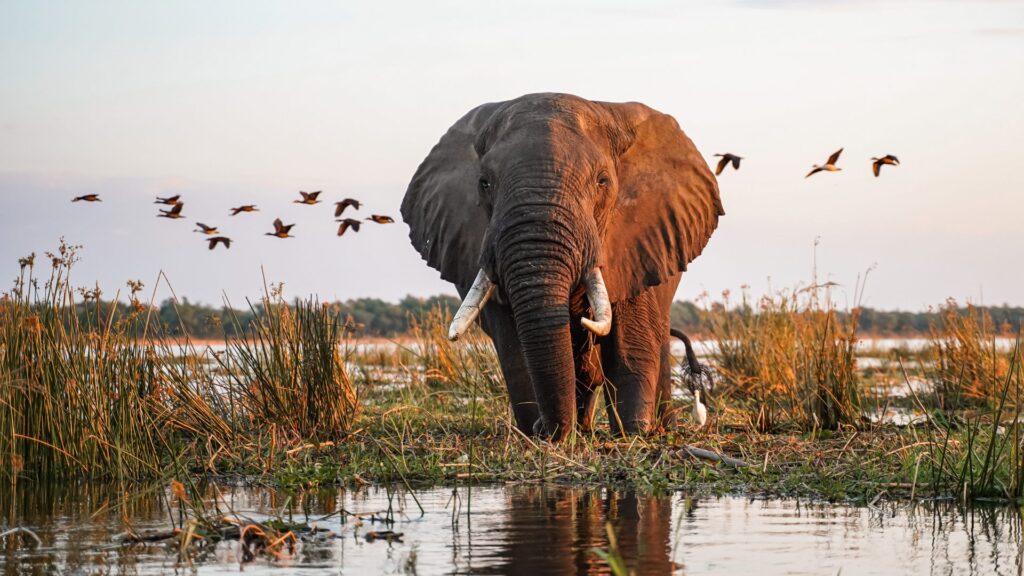 Sausage Tree Camp & Potato Bush Camp join the Green Safaris collection