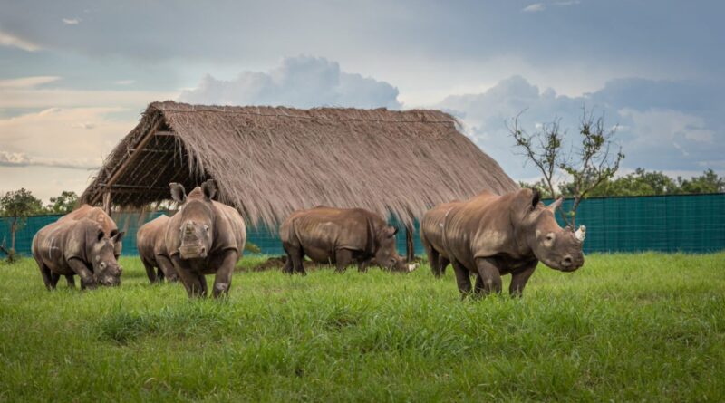 Sixteen southern white rhinos have been safely translocated to Garamba National Park in the Democratic Republic of the Congo.