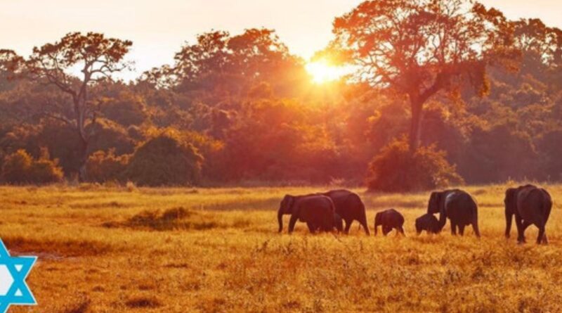 The Rise of Kosher Safaris. Catering To the Needs of Jewish travellers