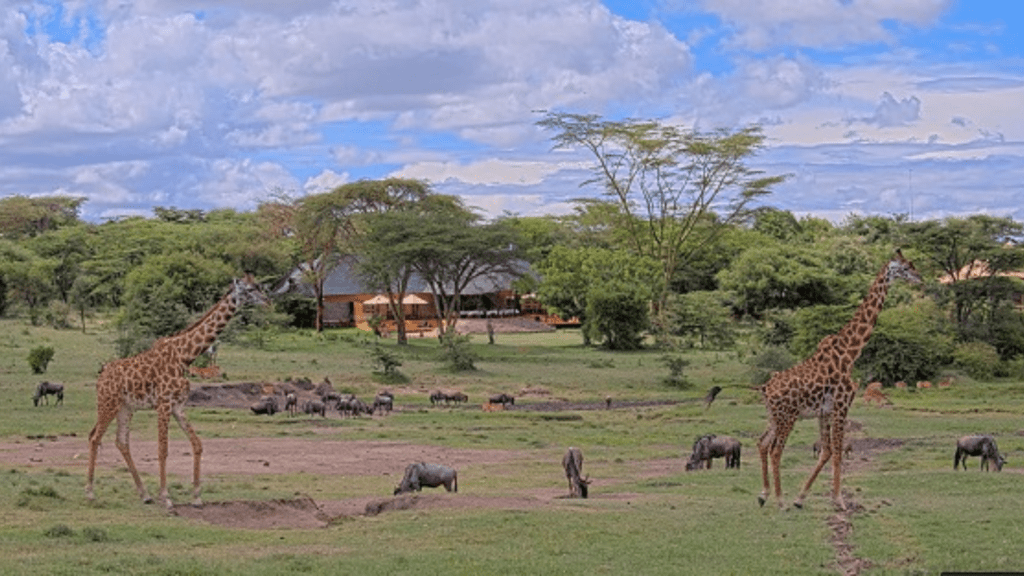 mara bushtops kaunches