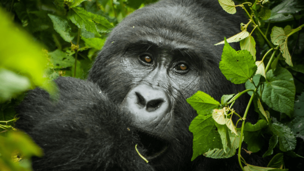 Ugandas Gorilla Trekking Adventures Experiencing the Majestic Mountain Gorillas