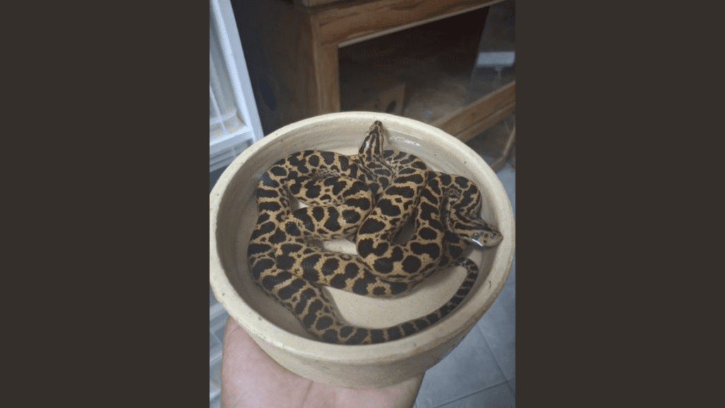 Crocworld successfully breeds yellow anacondas
