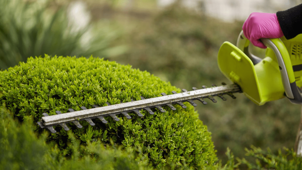 SHARP ADVICE: MASTER THE ART OF HEDGE TRIMMING