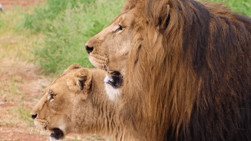 Air France Repatriates Trafficked Lions Yoda and Ysis to Their New Home in South Africa