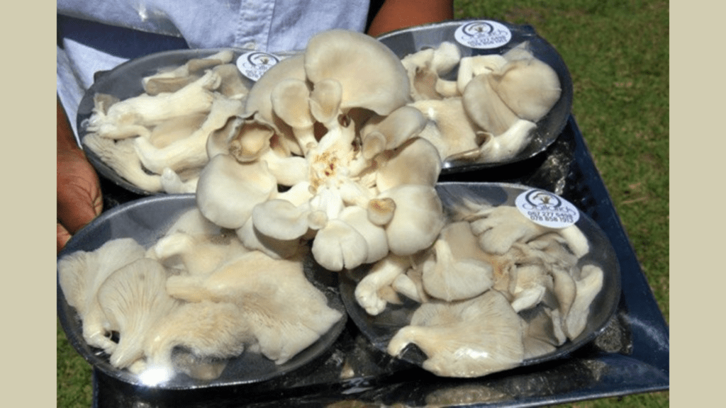 Growth of mushroom farm on the KZN South Coast shows now’s the time to invest in agriculture