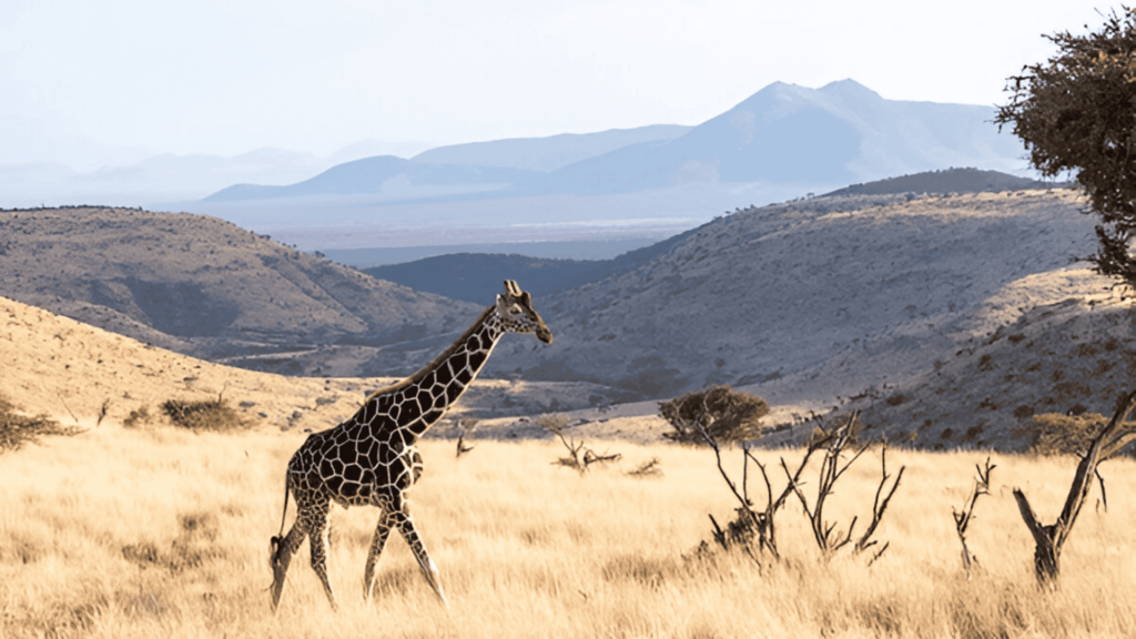 Kenya Targets Growth In South African Travel Market At Wtm Africa 2025
