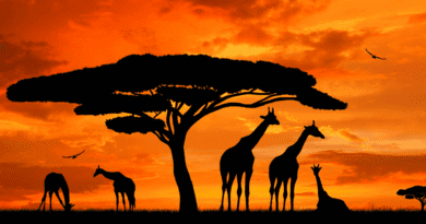 The Very Best African Bush & Safari Holiday Destinations