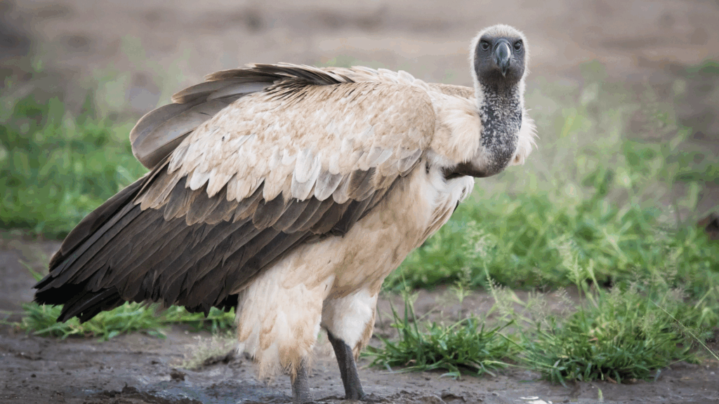 5 Wild Facts You Never Knew About the Cape Vulture — and Where to See Them Up Close