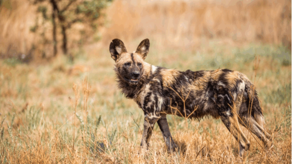 10 Wild Facts You Didn’t Know About African Wild Dogs This World Wild Dog Day