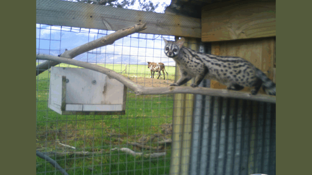 Rescue to release: Genets transition to the wild at Vergelegen