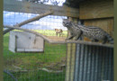 Rescue to release: Genets transition to the wild at Vergelegen