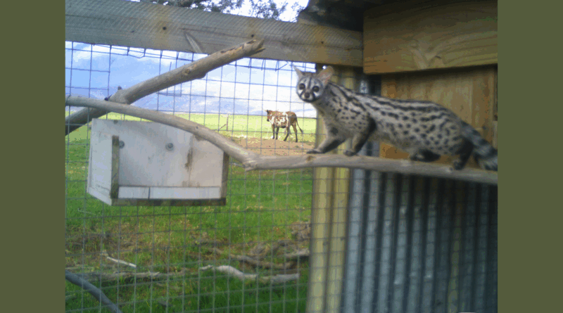 Rescue to release: Genets transition to the wild at Vergelegen