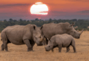 Bothongo Rhino and Lion Nature Reserve Launches Sunset Safari Game Drives