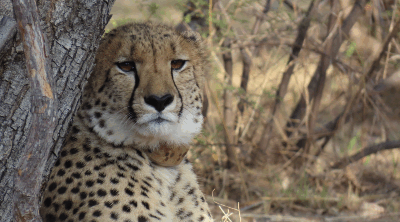 Fast, fierce and four-strong: Mabula welcomes new cheetah line-up