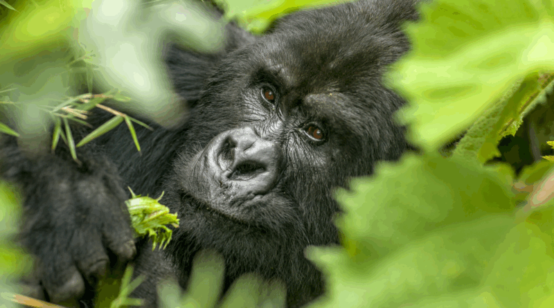 African Adventure Specialists Launch Exclusive 14-Day Kenya & Uganda Safari for North American Market