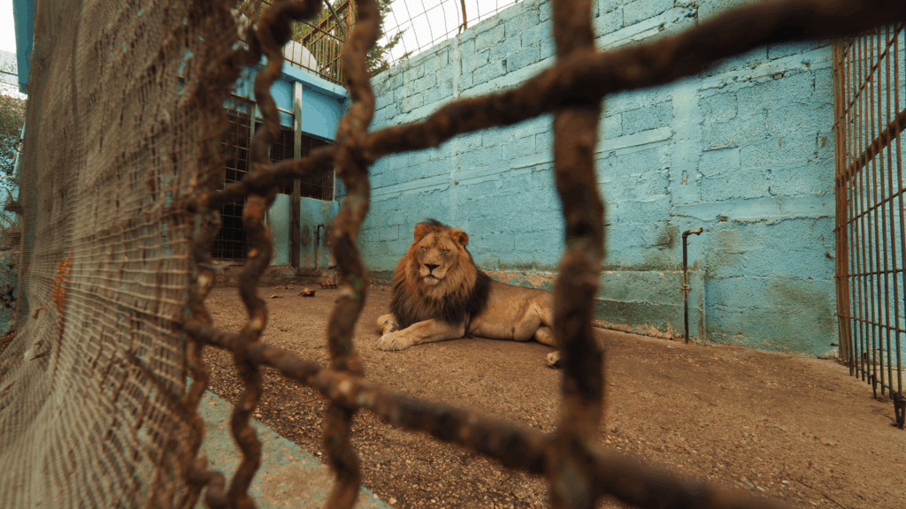 FOUR PAWS supports DFFE’s decision to bar lion bone exports