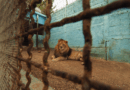 FOUR PAWS supports DFFE’s decision to bar lion bone exports