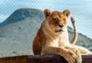 Tomoyo and Illiana: From the Circus to Sanctuary