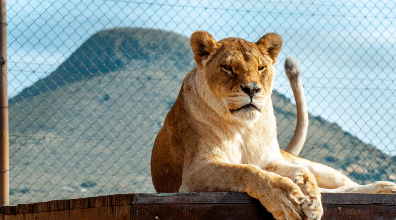 Tomoyo and Illiana: From the Circus to Sanctuary
