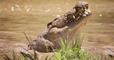 Celebrate the Festive Season and Henry’s 125th Birthday at Crocworld Conservation Centre!
