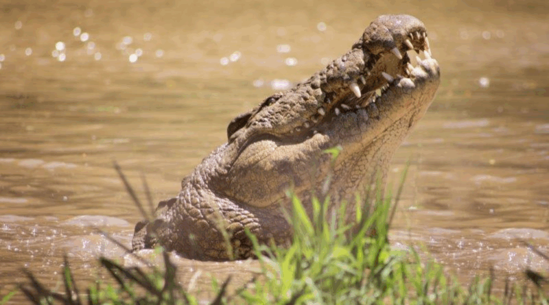 Celebrate the Festive Season and Henry’s 125th Birthday at Crocworld Conservation Centre!