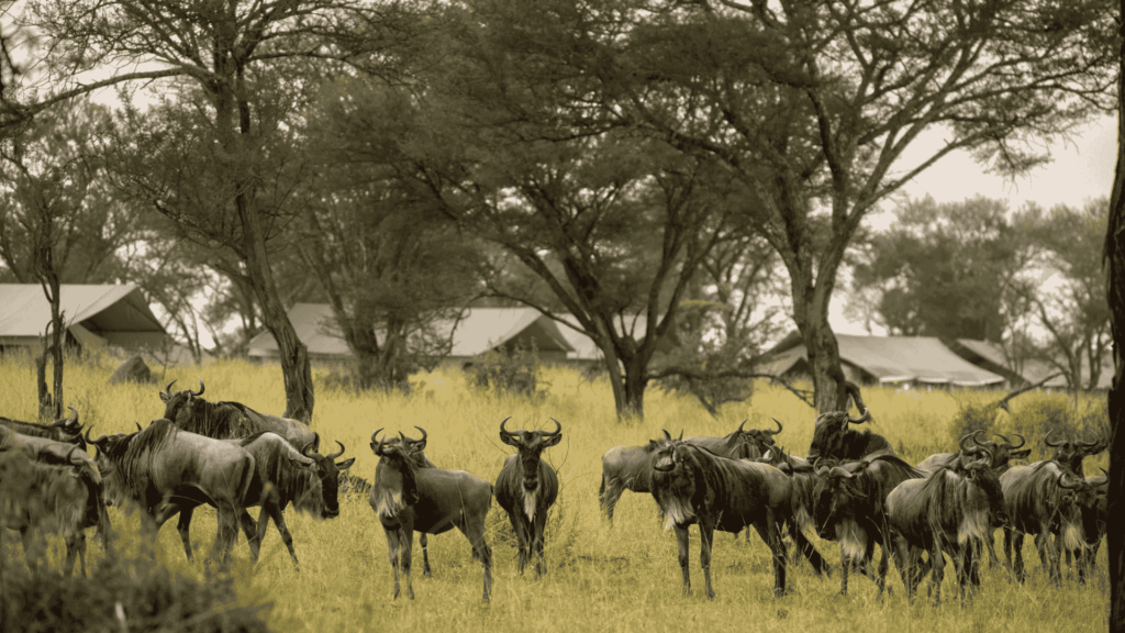 TAASA Migration Camp opens in Ndutu, Tanzania