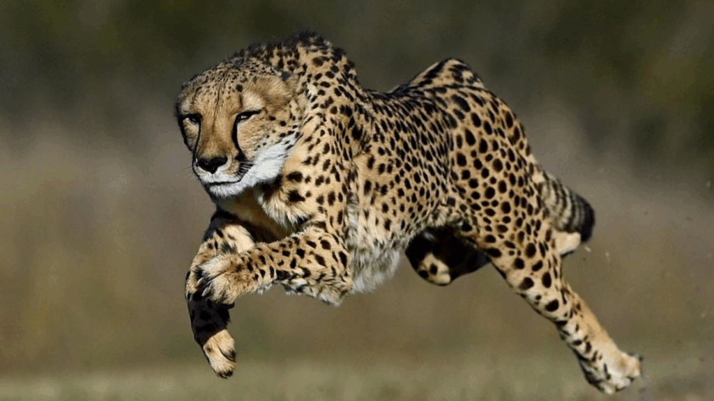 Why Cheetahs Have Tear Marks and Nine Other Mind-Blowing Facts This International Cheetah Day