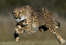 Why Cheetahs Have Tear Marks and Nine Other Mind-Blowing Facts This International Cheetah Day