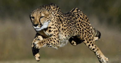Why Cheetahs Have Tear Marks and Nine Other Mind-Blowing Facts This International Cheetah Day