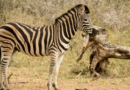 The Lion & Safari Park Unpacks The Crucial Role Zebras Play in Protecting Biodiversity This World Zebra Day