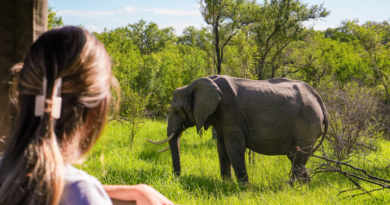 Ecotourism In Africa Travel Meets Responsibility
