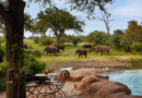 Motswari Private Game Reserve Celebrates 50 Years of Conservation, Family and Enduring Wilderness
