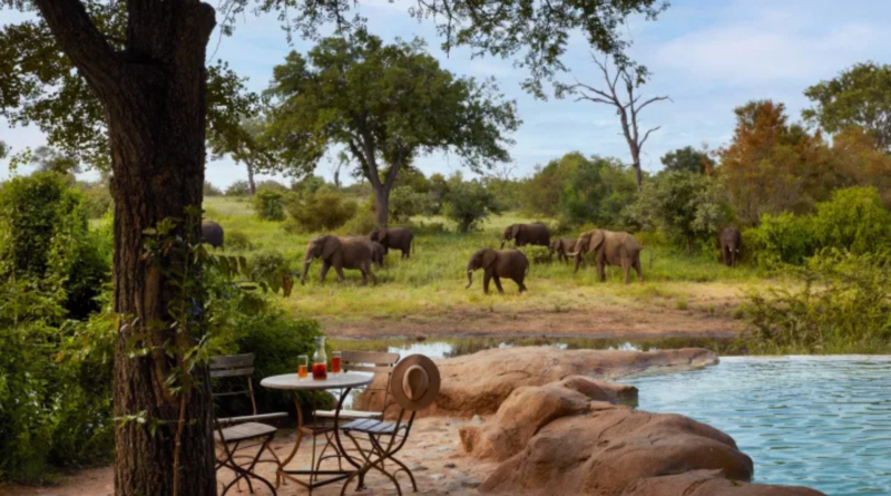 Motswari Private Game Reserve Celebrates 50 Years of Conservation, Family and Enduring Wilderness
