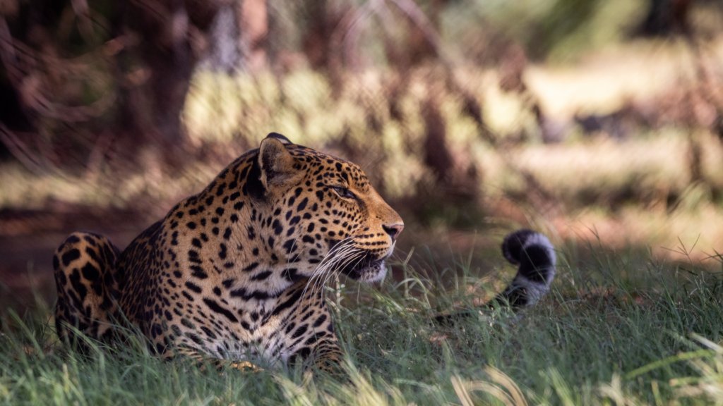 World Kidney Day Highlights the Importance of Kidney Care for Big Cats at LIONSROCK