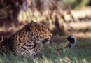 World Kidney Day Highlights the Importance of Kidney Care for Big Cats at LIONSROCK