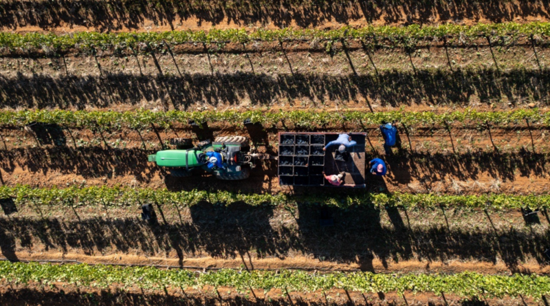 KWV 2026 vintage among earliest on record