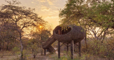 The 7 Things Travellers Often Overlook When Booking an African Safari