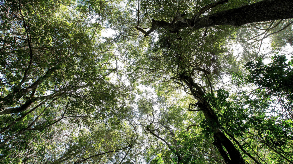 SA’s mindful wilderness sanctuary: why Malkoha St Lucia has taken centre stage in the digital detox travel shift