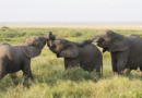 Beyond the Big Five: Why Africa Must Diversify Its Tourism Offerings