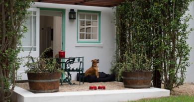 Paws and pillars: The sophisticated guide to luxury pet-friendly travel