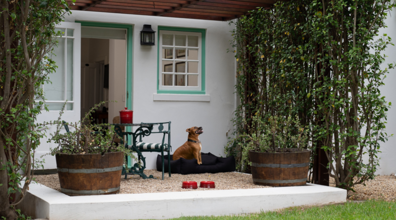 Paws and pillars: The sophisticated guide to luxury pet-friendly travel