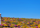Record-breaking winter rain sets up South Africa's best Namaqualand superbloom in years