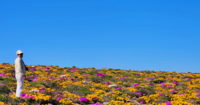 Record-breaking winter rain sets up South Africa's best Namaqualand superbloom in years