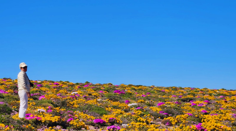 Record-breaking winter rain sets up South Africa's best Namaqualand superbloom in years
