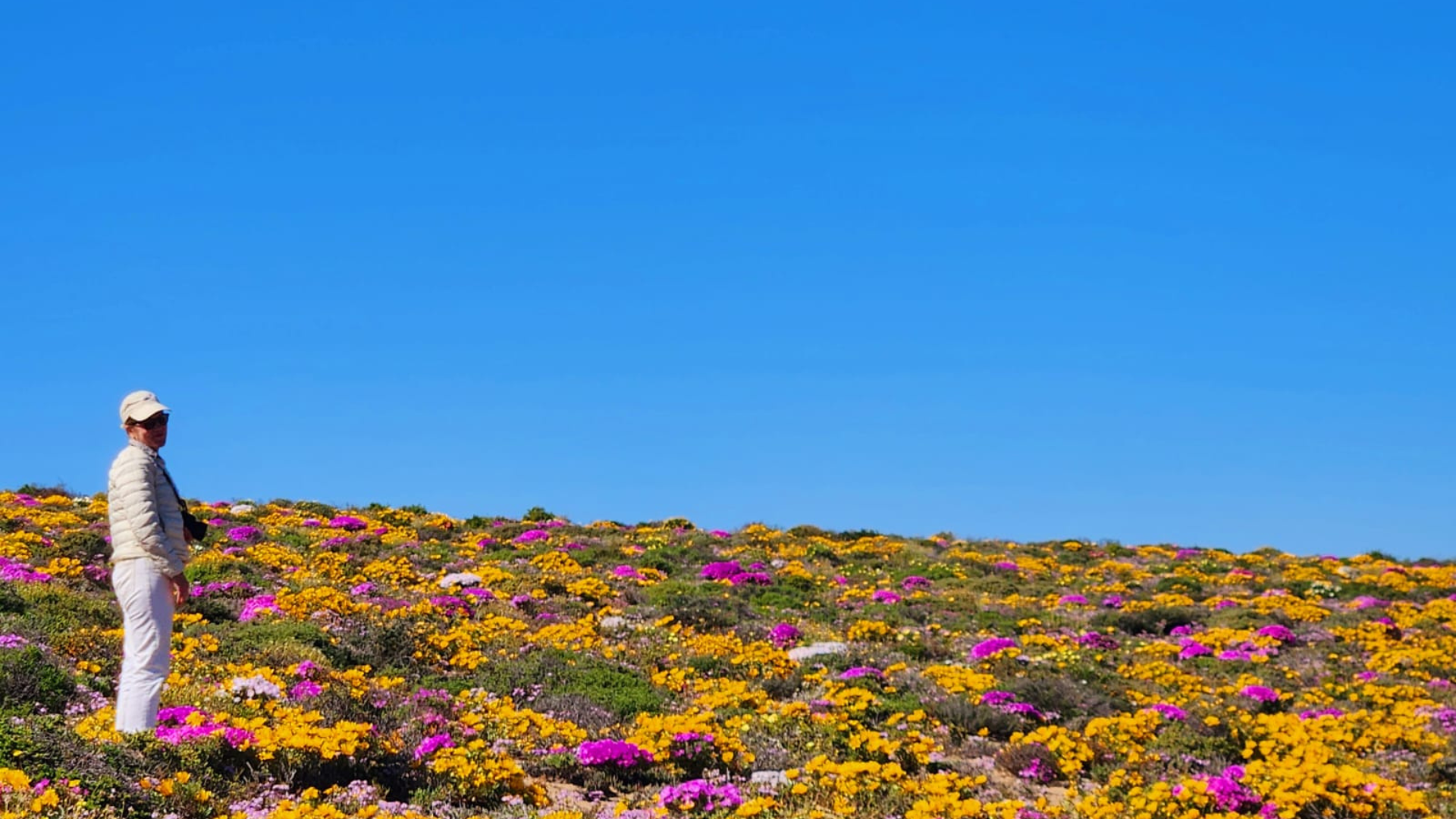 Record-breaking winter rain sets up South Africa’s best Namaqualand superbloom in years