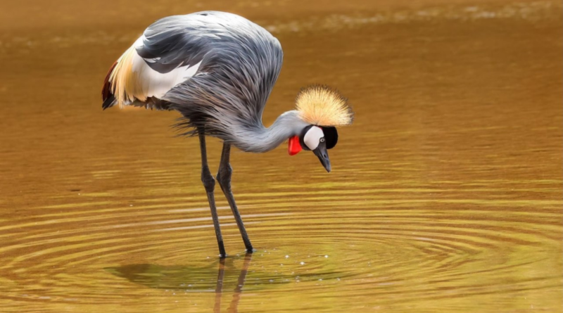 Some of the Top Birding Destinations to Visit on the KZN Mid-South Coast