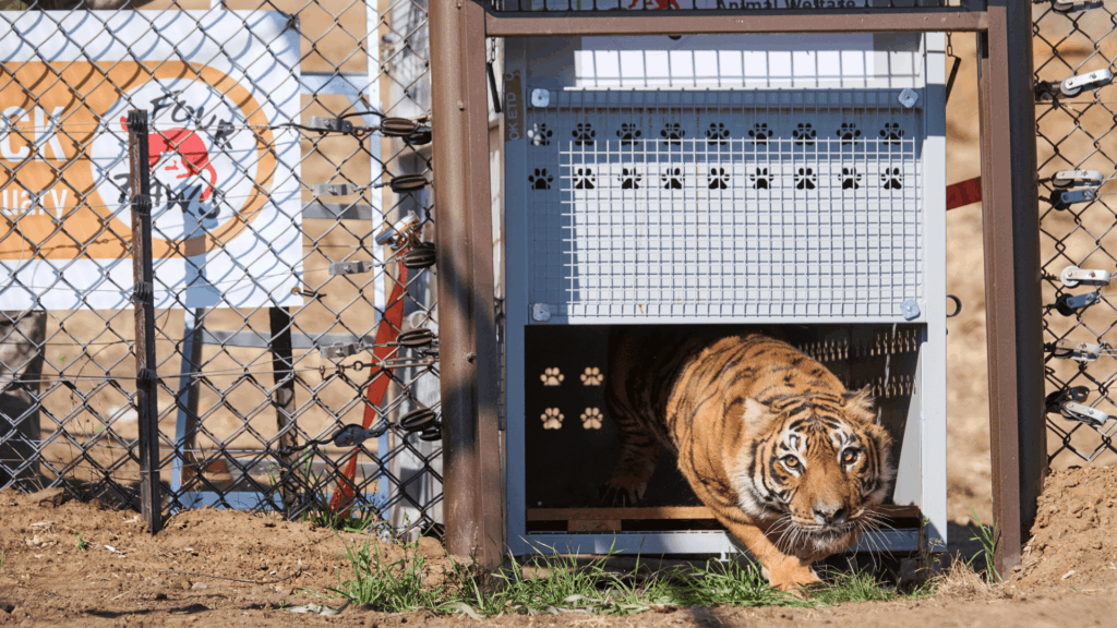 15 Rescued Big Cats Arrive Safely at LIONSROCK